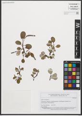 Foto von Salix reticulata L.